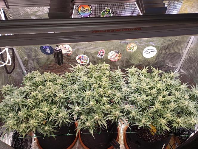 Purple Bud, Critical Kush, Sanlight 2x4. Week 13 - Overview