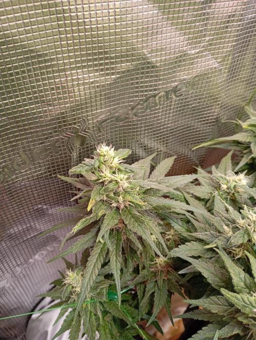 Purple Bud, Critical Kush, Sanlight 2x4. Week 14 - Not happy with this plant...