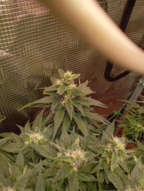 Purple Bud, Critical Kush, Sanlight 2x4. Week 14 - Poor bud...