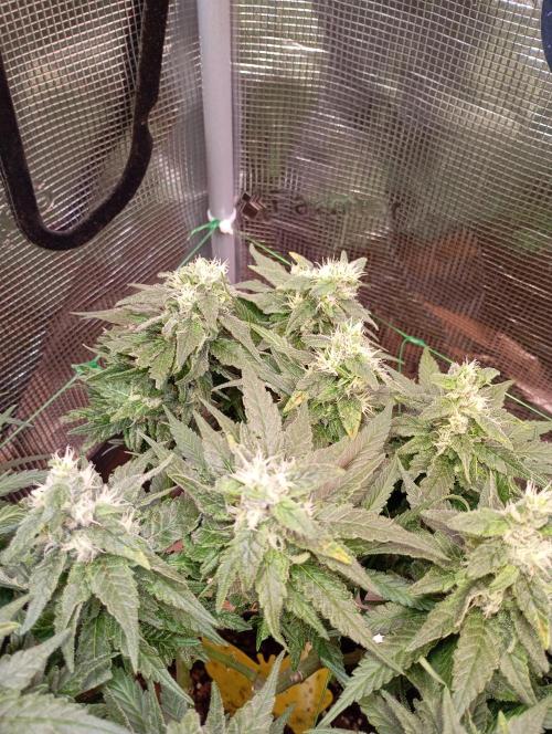 Purple Bud, Critical Kush, Sanlight 2x4. Week 14 - Purple Bud