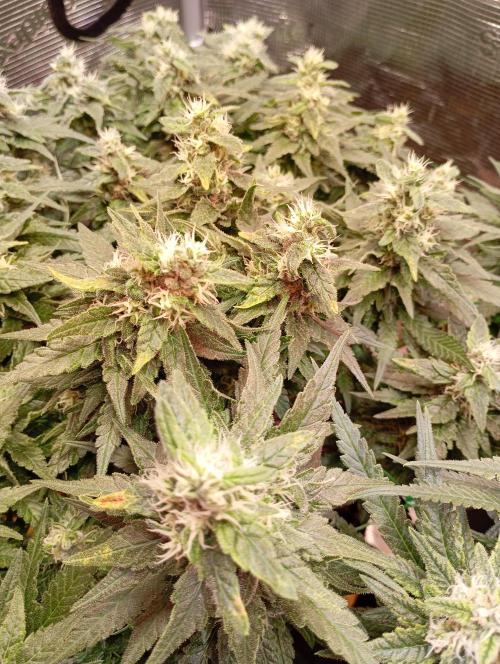 Purple Bud, Critical Kush, Sanlight 2x4. Week 14 - Critical Kush #2