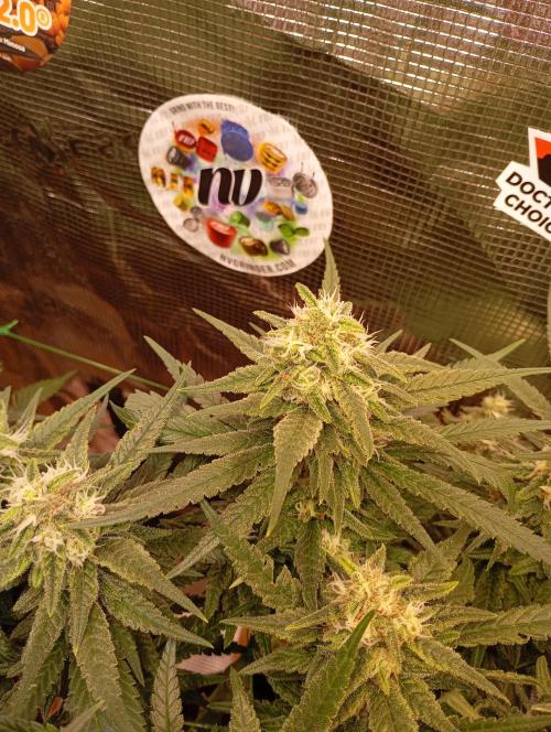 Purple Bud, Critical Kush, Sanlight 2x4. Week 14 - Critical Kush #2

Fattens up!!! Yeah