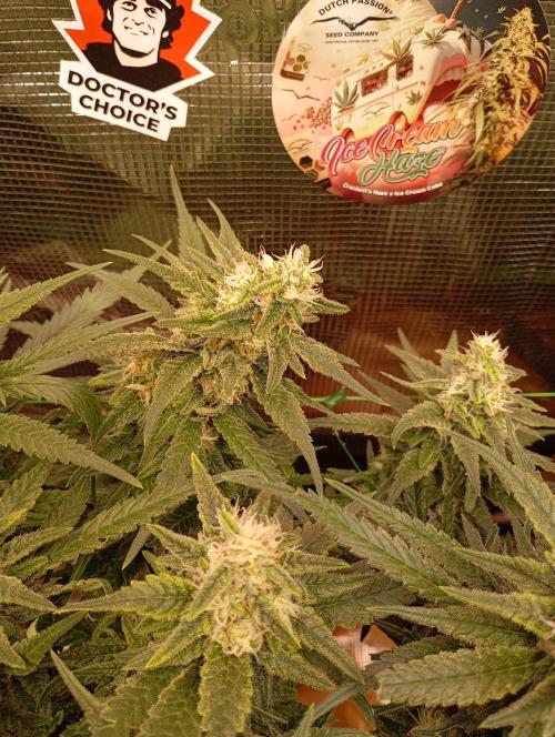 Purple Bud, Critical Kush, Sanlight 2x4. Week 14 - Critical Kush #2