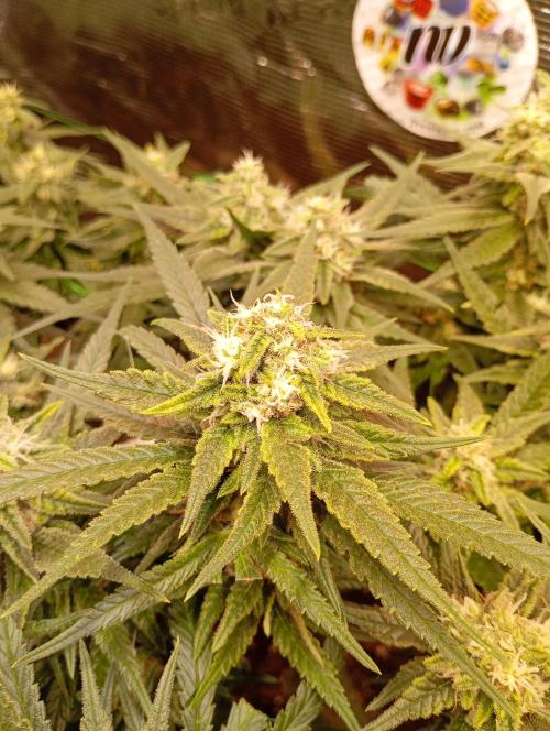 Purple Bud, Critical Kush, Sanlight 2x4. Week 14 - Critical Kush #2