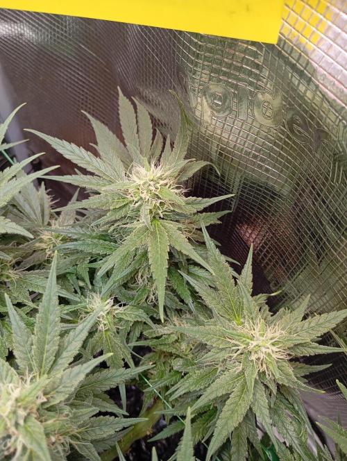 Purple Bud, Critical Kush, Sanlight 2x4. Week 14