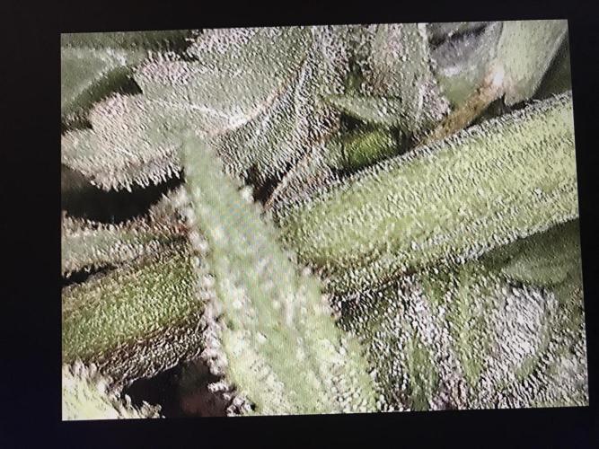 BagSeedsCanGrow