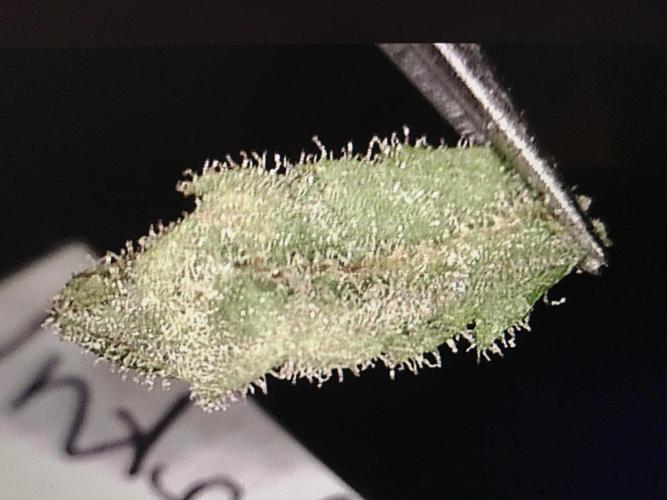 BagSeedsCanGrow
