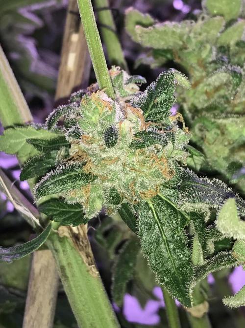 BagSeedsCanGrow