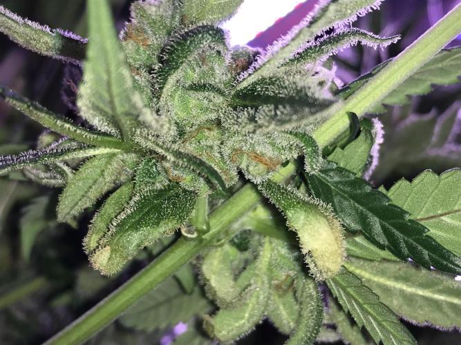 BagSeedsCanGrow