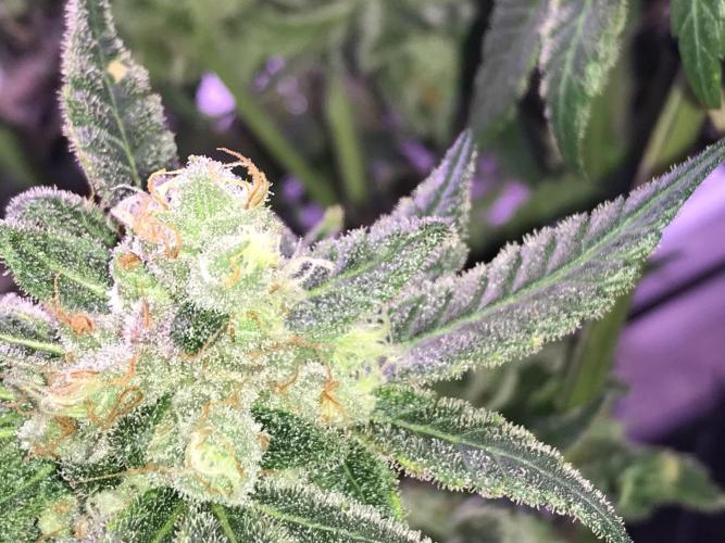 BagSeedsCanGrow