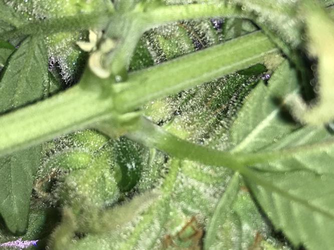 BagSeedsCanGrow