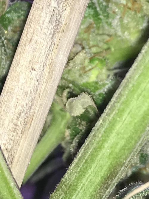 BagSeedsCanGrow