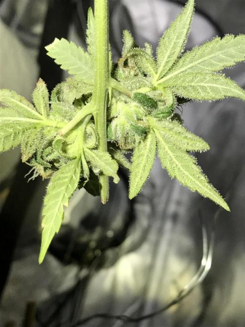 BagSeedsCanGrow