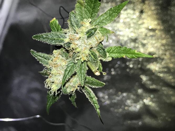 BagSeedsCanGrow