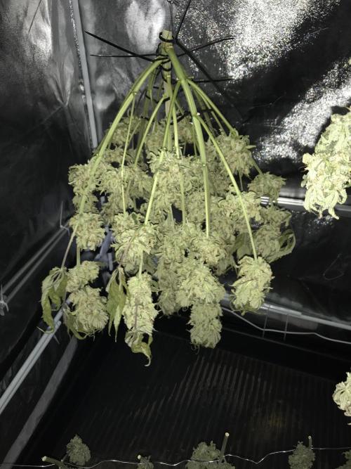 Pink Rozay, Critical Kush Bagseeds. Week 12 - Plant is grown out of a Self made Seed.
