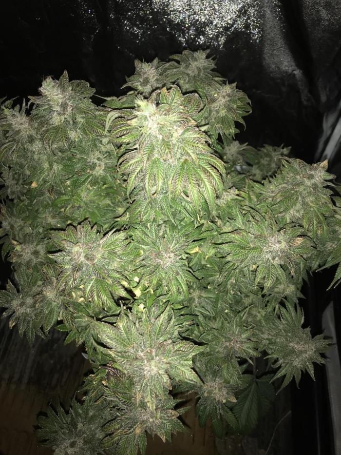 Pink Rozay, Critical Kush Bagseeds. Week 12 - Pink Green with seeds
Very small bushy plant.