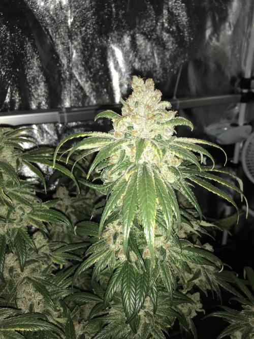 Pink Rozay, Critical Kush Bagseeds. Week 12 - One week no water.