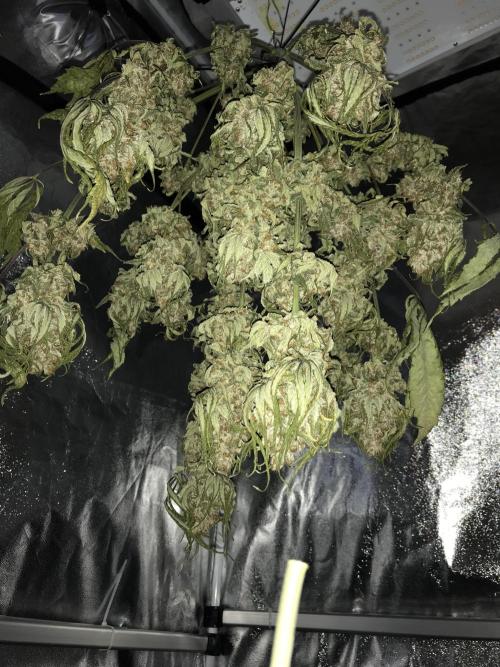 Pink Rozay, Critical Kush Bagseeds. Week 12 - Dry the Full plant. After that dry trimm.