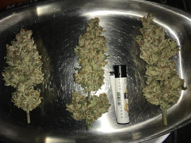 Pink Rozay, Critical Kush Bagseeds. Week 12 - After trimming.