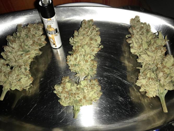 Pink Rozay, Critical Kush Bagseeds. Week 12 - After trimming.