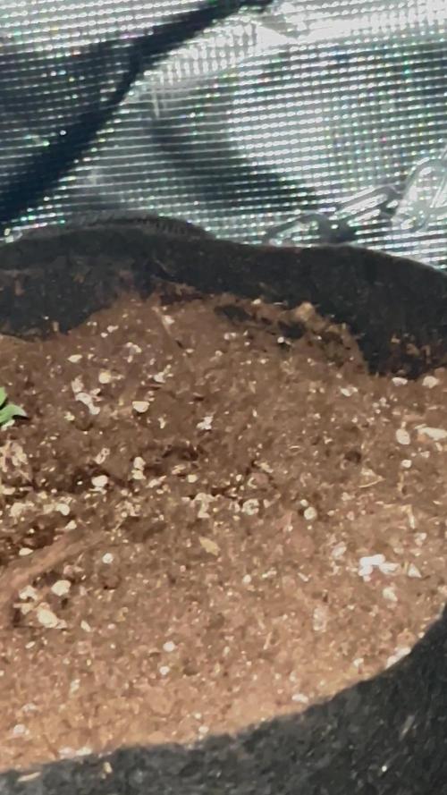 Outdoor auto flowers grow
