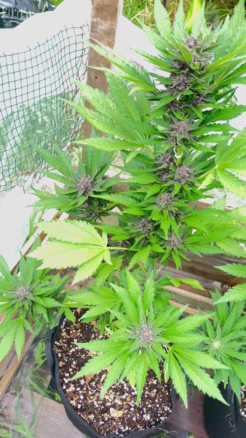 Outdoor auto flowers grow