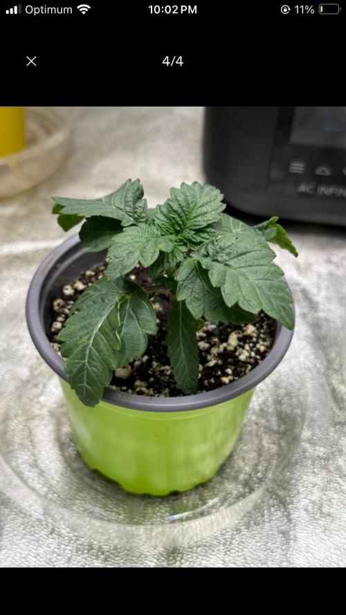 Dre’s Book 2. Week 1