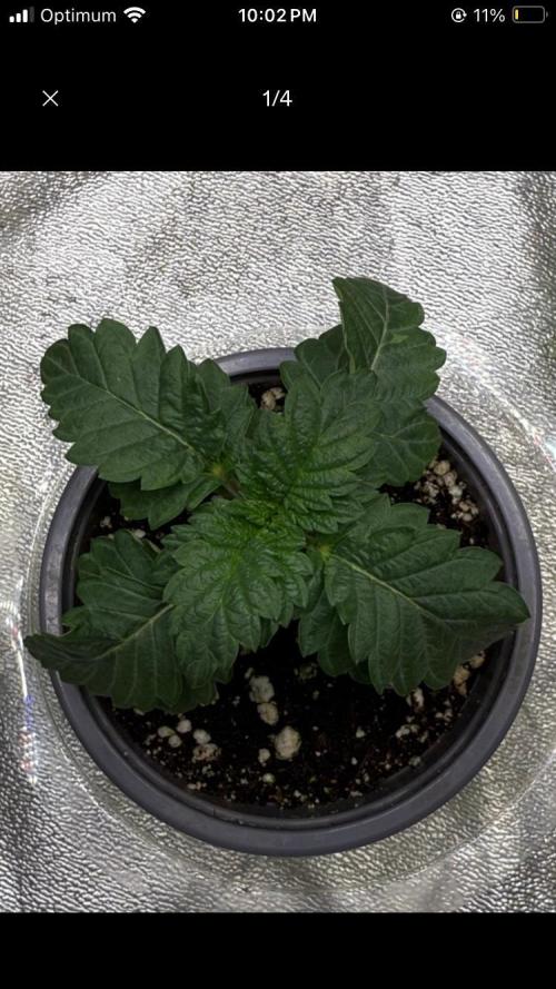 Dre’s Book 2. Week 1