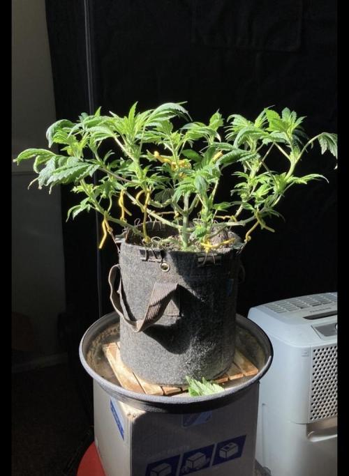 Dre’s Book 2. Week 7