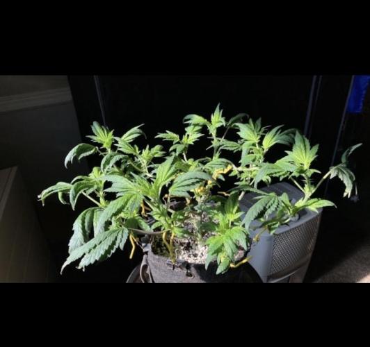 Dre’s Book 2. Week 7