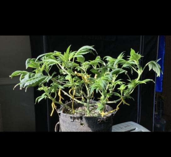 Dre’s Book 2. Week 7