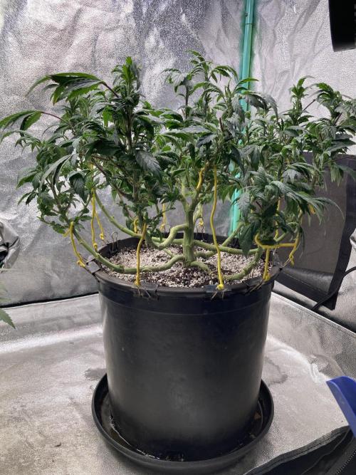 Dre’s Book 2. Week 15