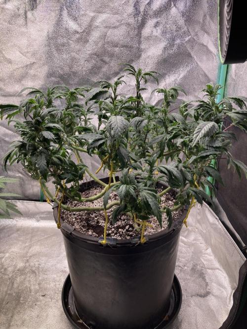 Dre’s Book 2. Week 15