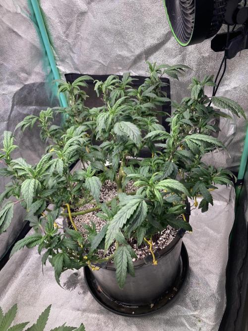 Dre’s Book 2. Week 15