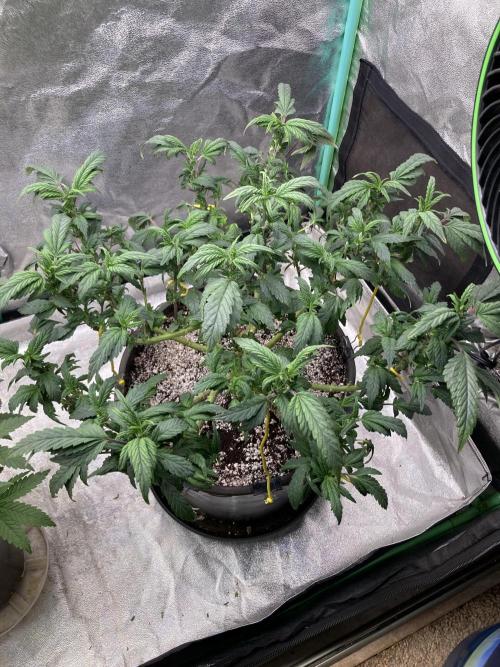 Dre’s Book 2. Week 15