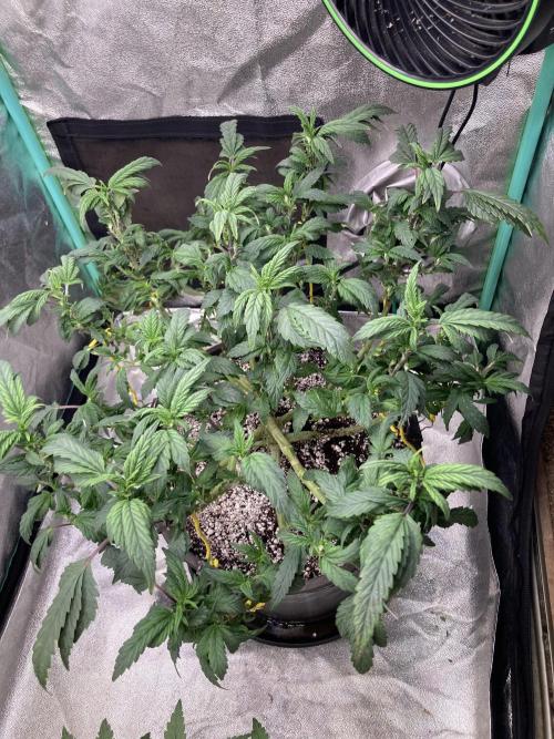 Dre’s Book 2. Week 15