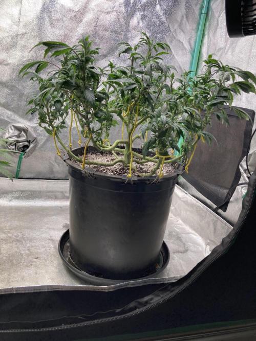 Dre’s Book 2. Week 15