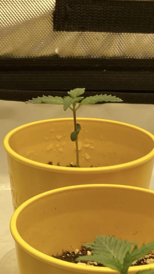 Trap God. Week 0 - Day 6 of seedling 