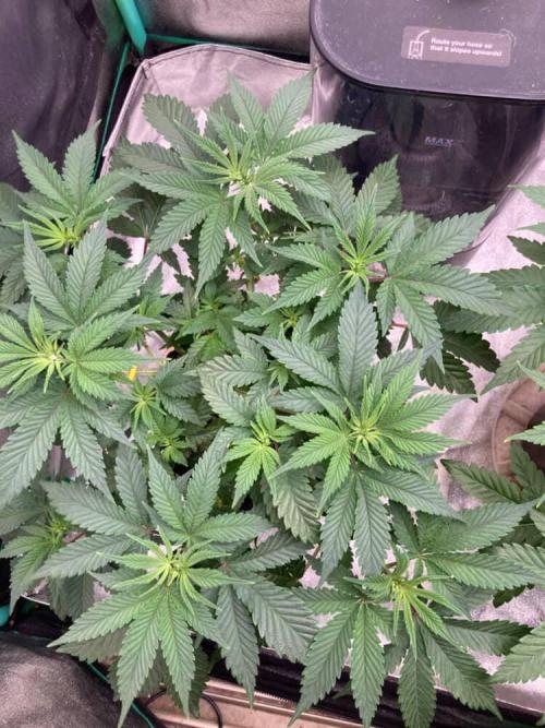 Trap God. Week 4 - Nov. 22nd