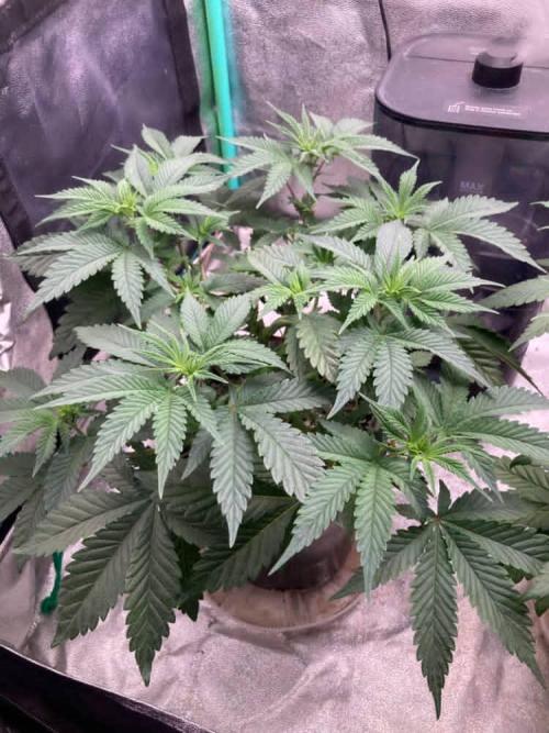 Trap God. Week 4 - Nov. 22nd