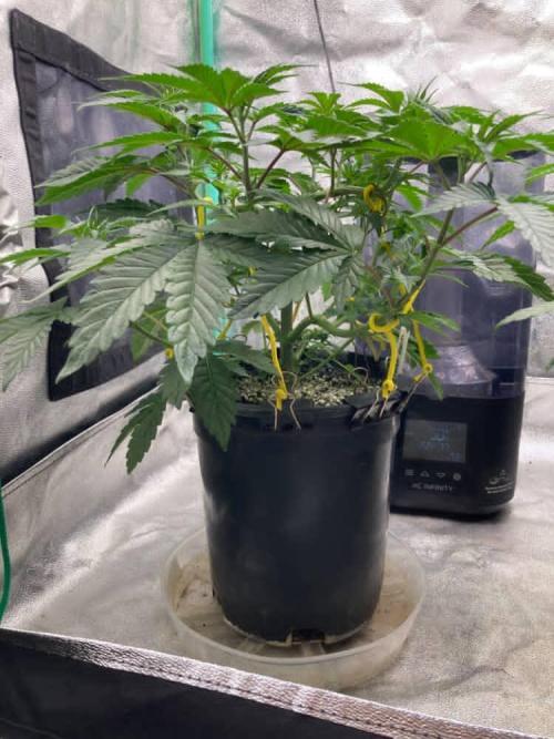 Trap God. Week 4 - Nov. 22nd 