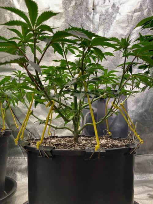 Trap God. Week 4 - Nov. 25th 