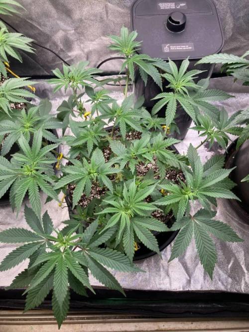 Trap God. Week 4 - Nov. 25th 