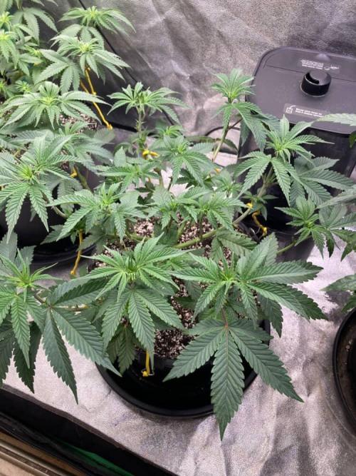 Trap God. Week 4 - Nov. 25th