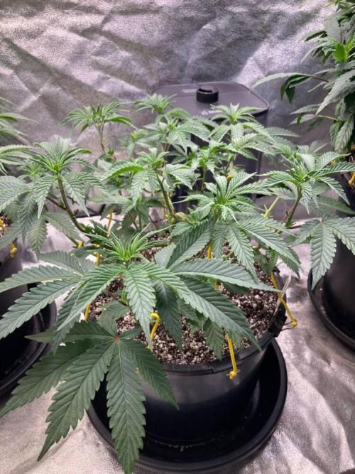 Trap God. Week 4 - Nov. 25th