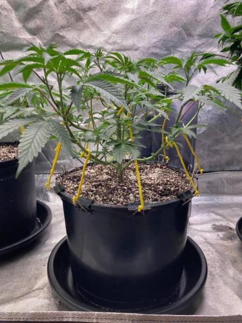 Trap God. Week 4 - Nov. 25th