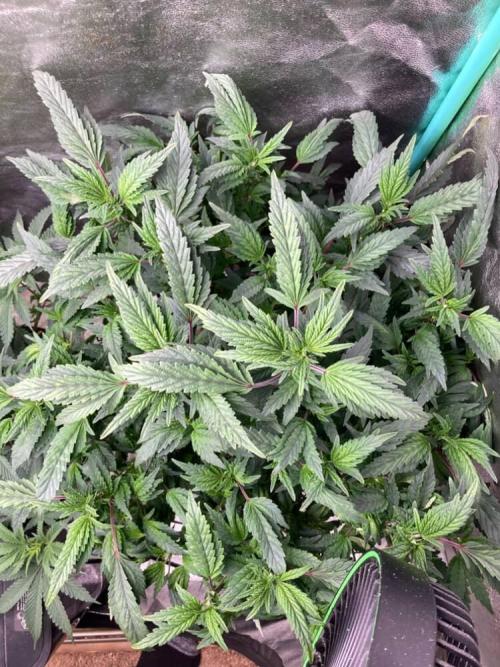 Honeysuckle. Week 18