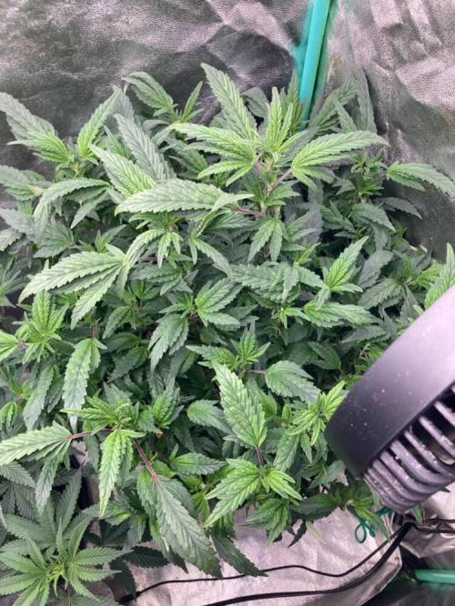 Honeysuckle. Week 18