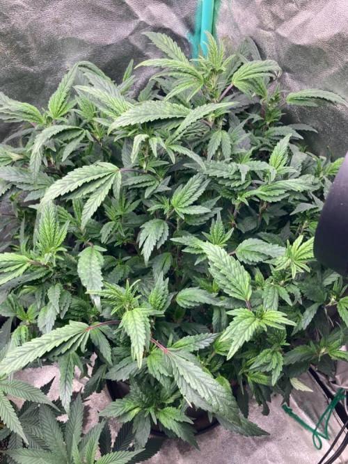 Honeysuckle. Week 18