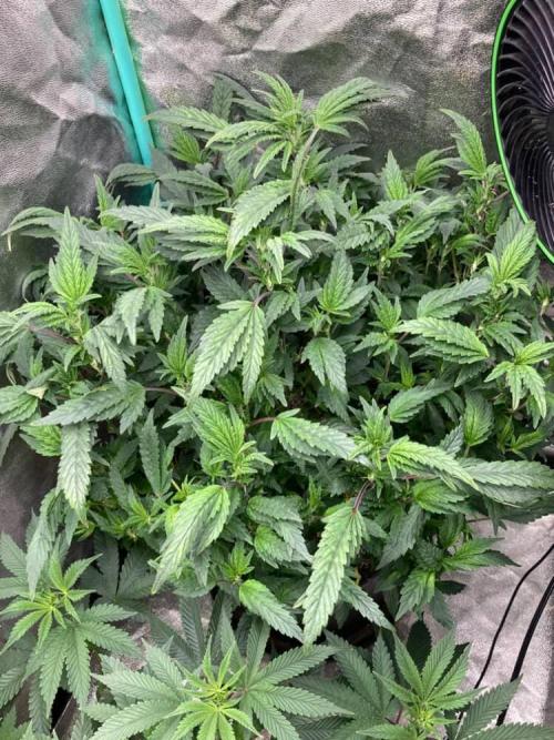 Honeysuckle. Week 18